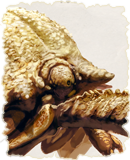 Mountain Meat Beetle